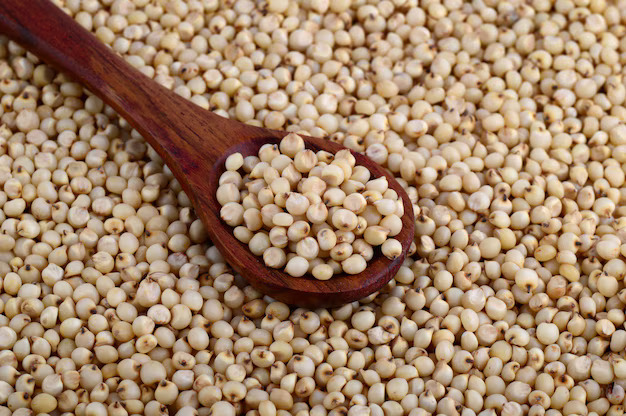 Sorghum  (Cereals)