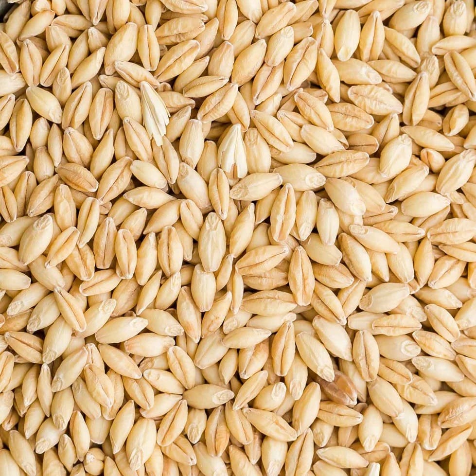 Barley  (Cereals)